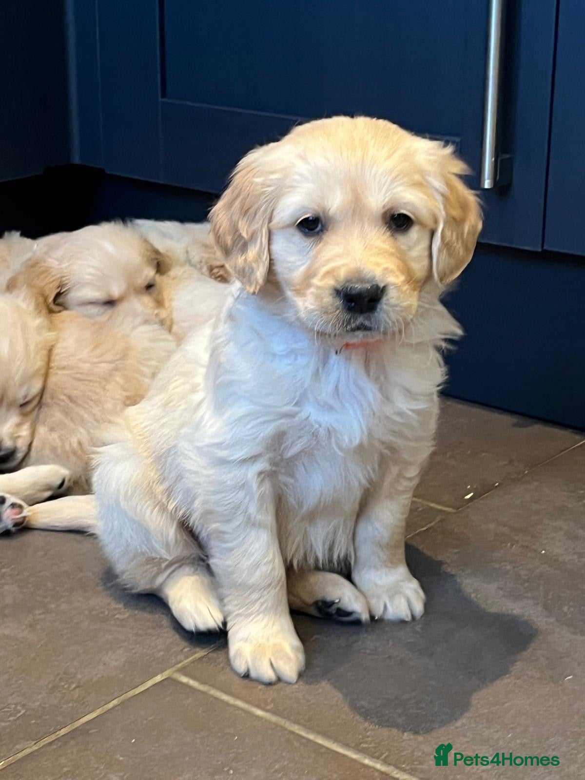 Golden Retriever dogs Kennel Club Health Tested Golden Retriever Puppies - Advert 1