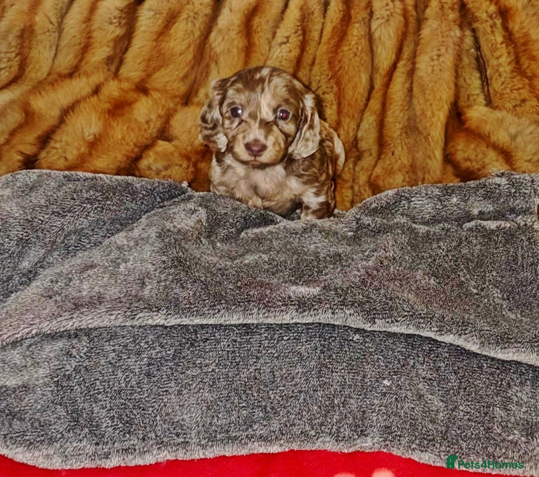 Miniature Dachshund dogs for sale: 💎RARE BREED/RARE BLOODLINE🩸 DACHSHUND PUPS 🐾 💕 - Advert 18