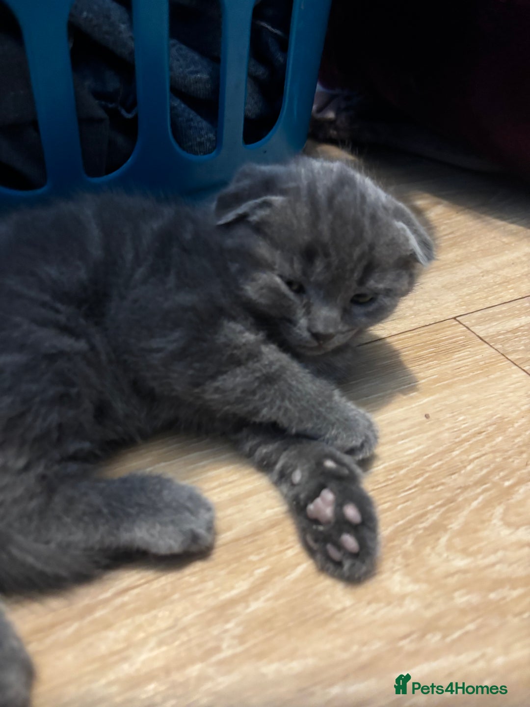 Scottish Fold cats for sale: Mother cat and Scottish fold kittens - Advert 4