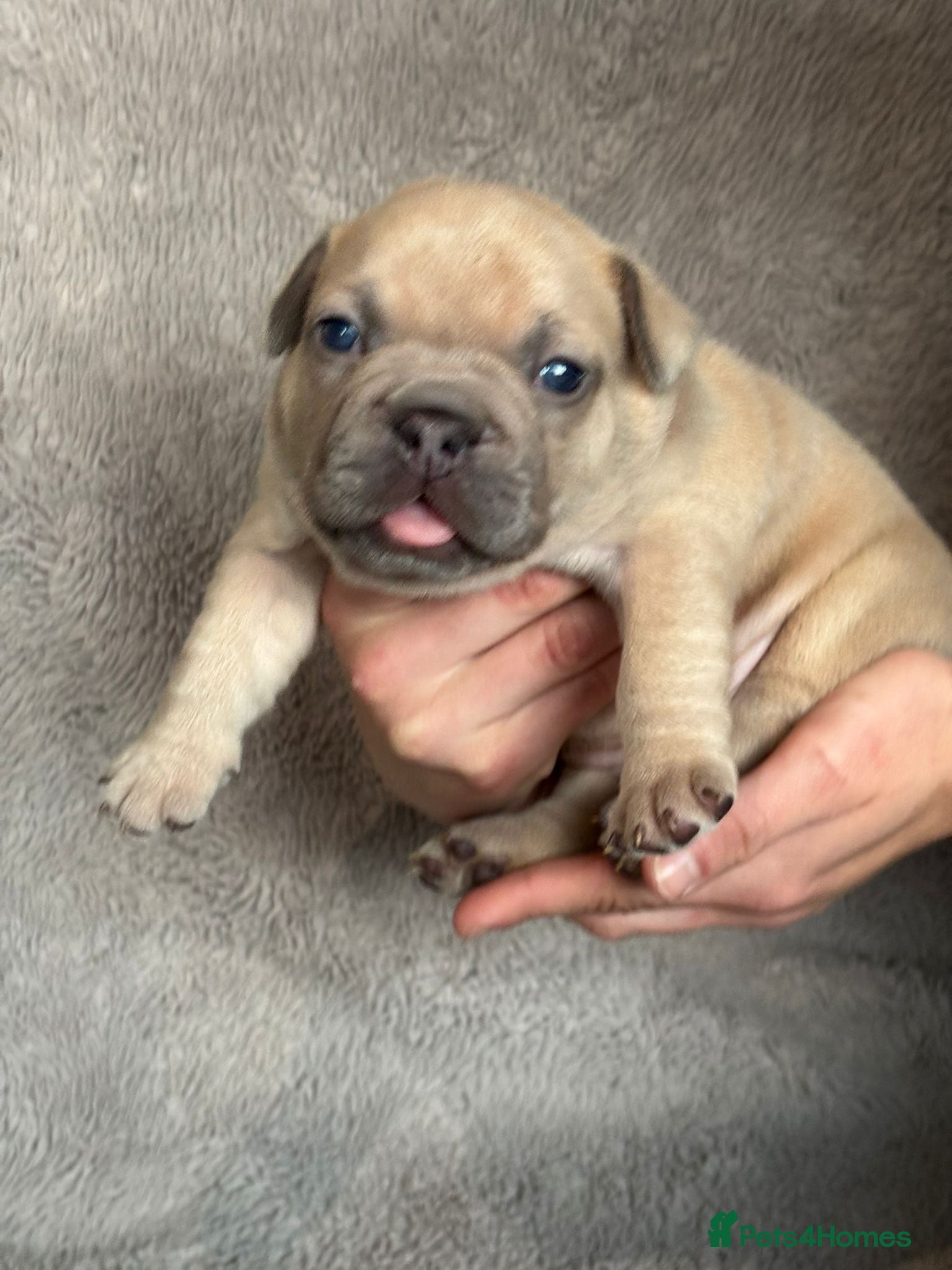 French Bulldog dogs 7 French Bulldog puppies  - Advert 17
