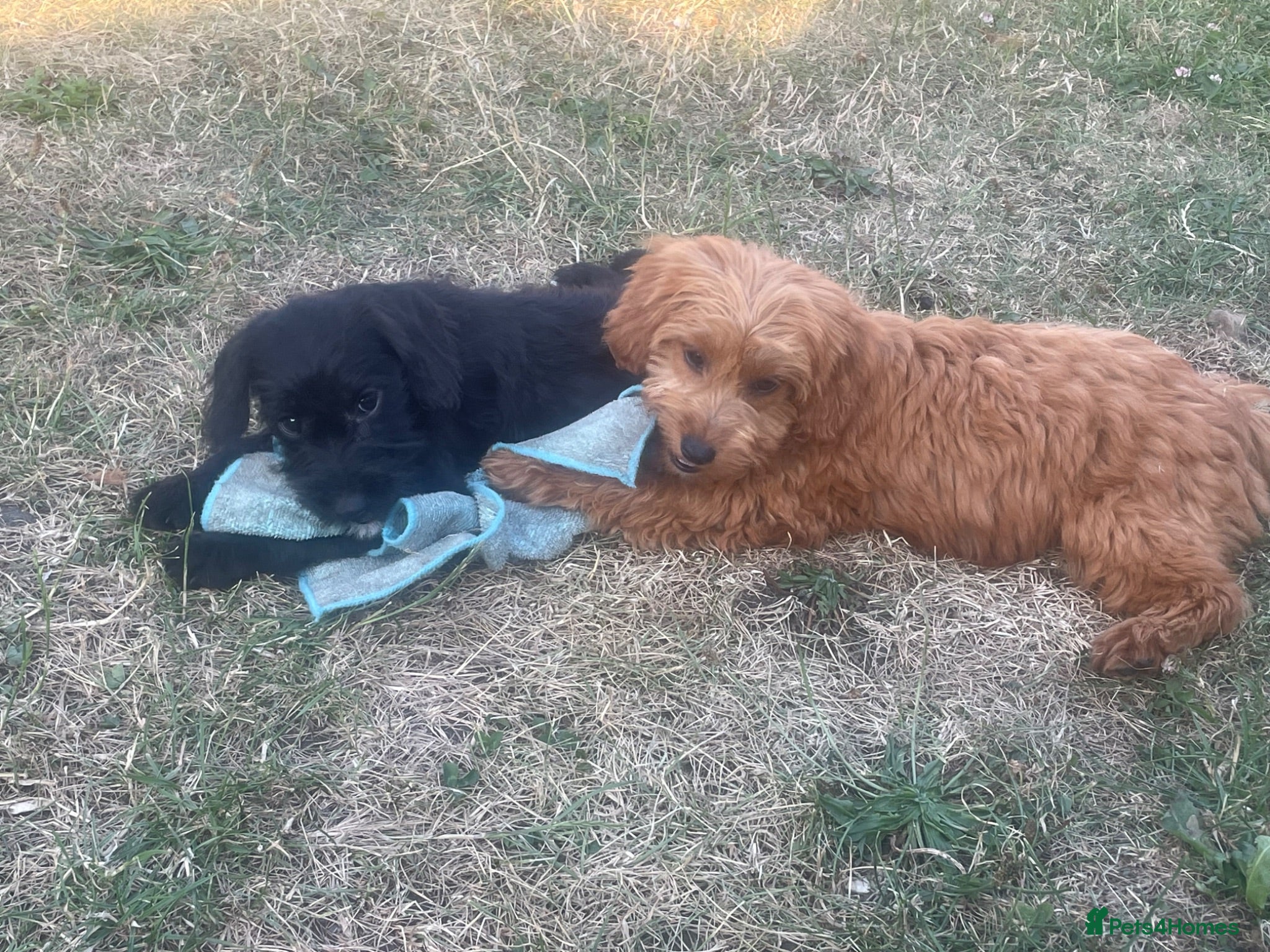 Cockapoo dogs Cockapoo puppies for sale - Advert 2