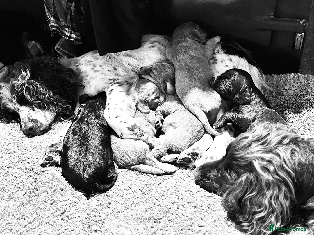 Cocker Spaniel dogs for sale: Beautiful pedigree Cocker Spaniel puppies.  in Camelford - Advert 1