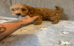 Cockapoo dogs for sale: Cockapoo puppies  - Image 9