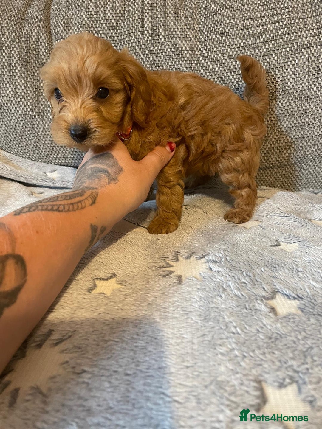 Cockapoo dogs for sale: Cockapoo puppies  - Image 9