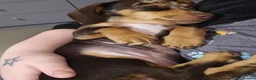 Miniature Dachshund dogs for sale: Miniature dachshund called Coco - Advert 6