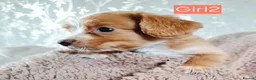 Cocker Spaniel dogs for sale: Beautiful litter of 7 Pedigree Cocker Spaniels in Doncaster - Advert 13