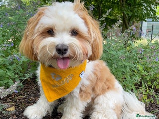 Havanese dogs Cute Havanese Puppy - Advert 1