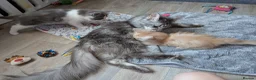 Ragcoon cats for sale: Bouncing beauties ready to go  - Advert 20