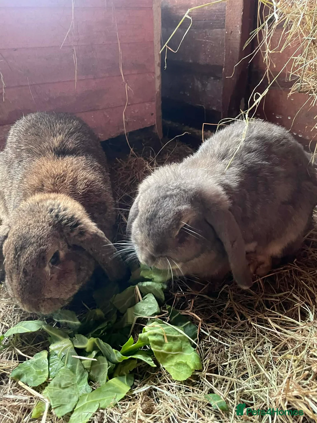 Mini Lop rabbits for sale: Bonded Female Pair of Mini Lops - Advert 1