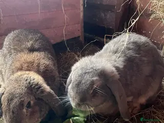 Mini Lop rabbits Bonded Female Pair of Mini Lops - Advert 2