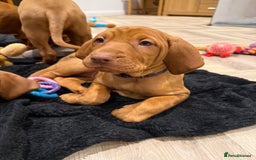 Hungarian Vizsla dogs for sale: KC registered Hungarian Vizsla puppies - Image 38