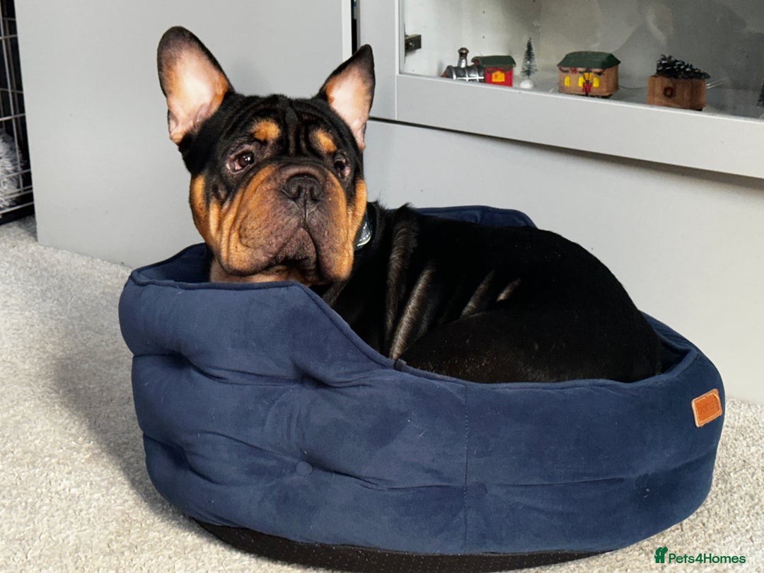 Mixed Breed dogs for sale: Apollo is ready for his new home - Advert 3