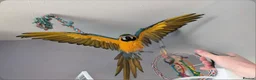Macaws birds for sale:  Blue & gold macaw - Advert 2