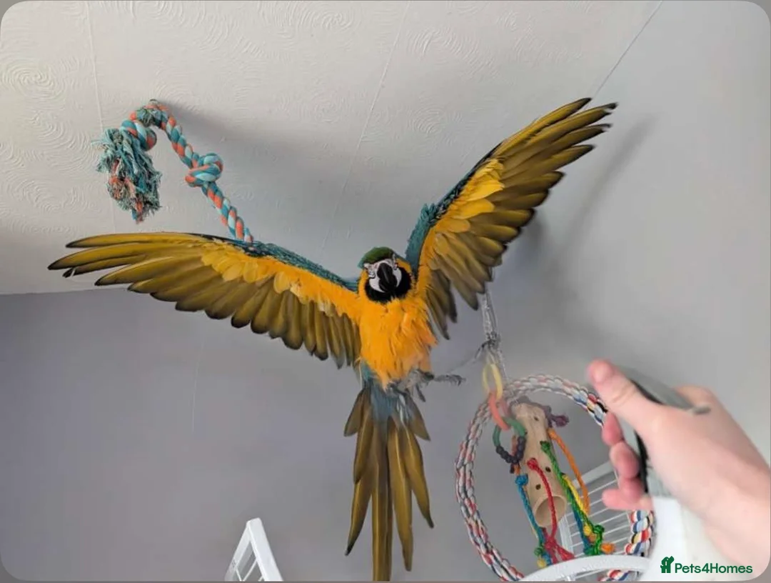 Macaws birds for sale:  Blue & gold macaw - Advert 2