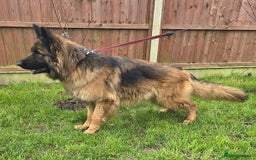 German Shepherd dogs for sale: 6 Month Old Millie  - Image 15