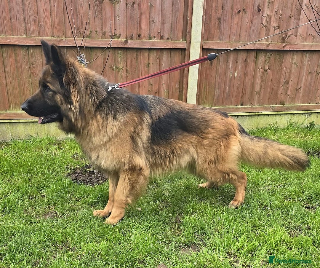 German Shepherd dogs for sale: 6 Month Old Millie  - Image 15