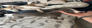 Whippet Puppy 1