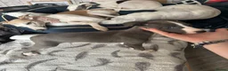 Whippet dogs for sale: Amazing whippet puppies  - Advert 12