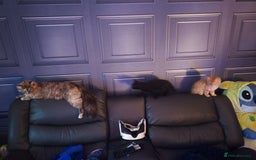 Mixed Breed cats for sale: Ragdoll mix - Image 3