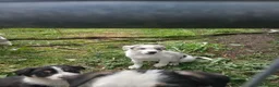Border Collie dogs for sale: Border collie pups for sale in Bishop Auckland - Advert 17