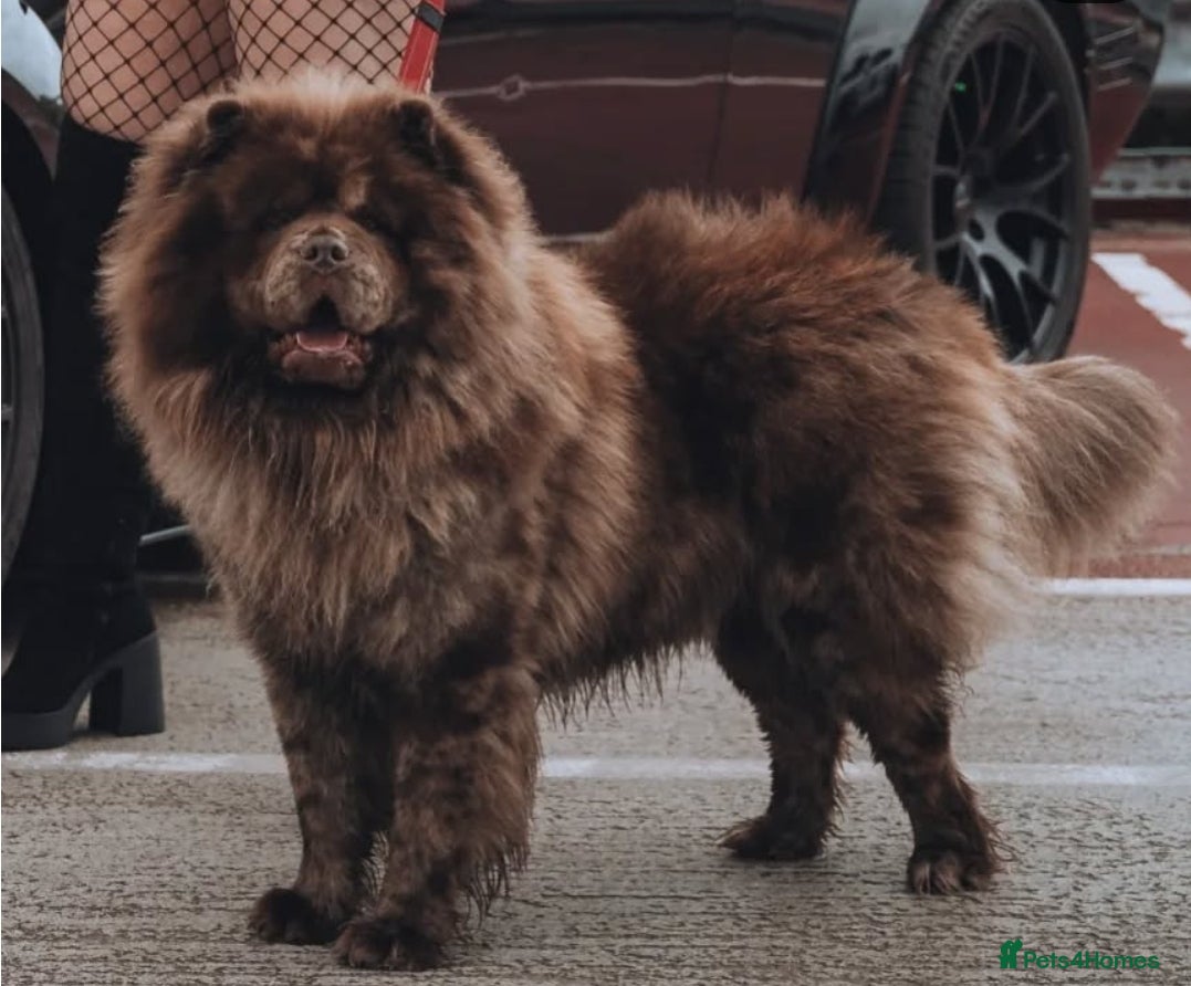 Chow Chow dogs Chocolate Male Chow Chow  - Advert 18