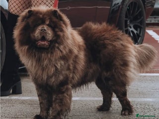 Chow Chow dogs - Advert 15