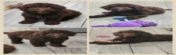 Cockapoo dogs for sale: LYNJONBORNS BEAUTIFUL COCKAP00 PUPPYS - Advert 1
