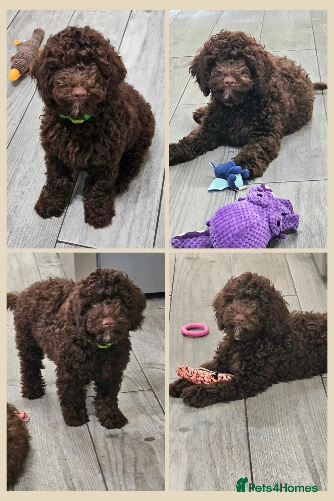 Cockapoo dogs for sale: LYNJONBORNS BEAUTIFUL COCKAP00 PUPPYS - Advert 1