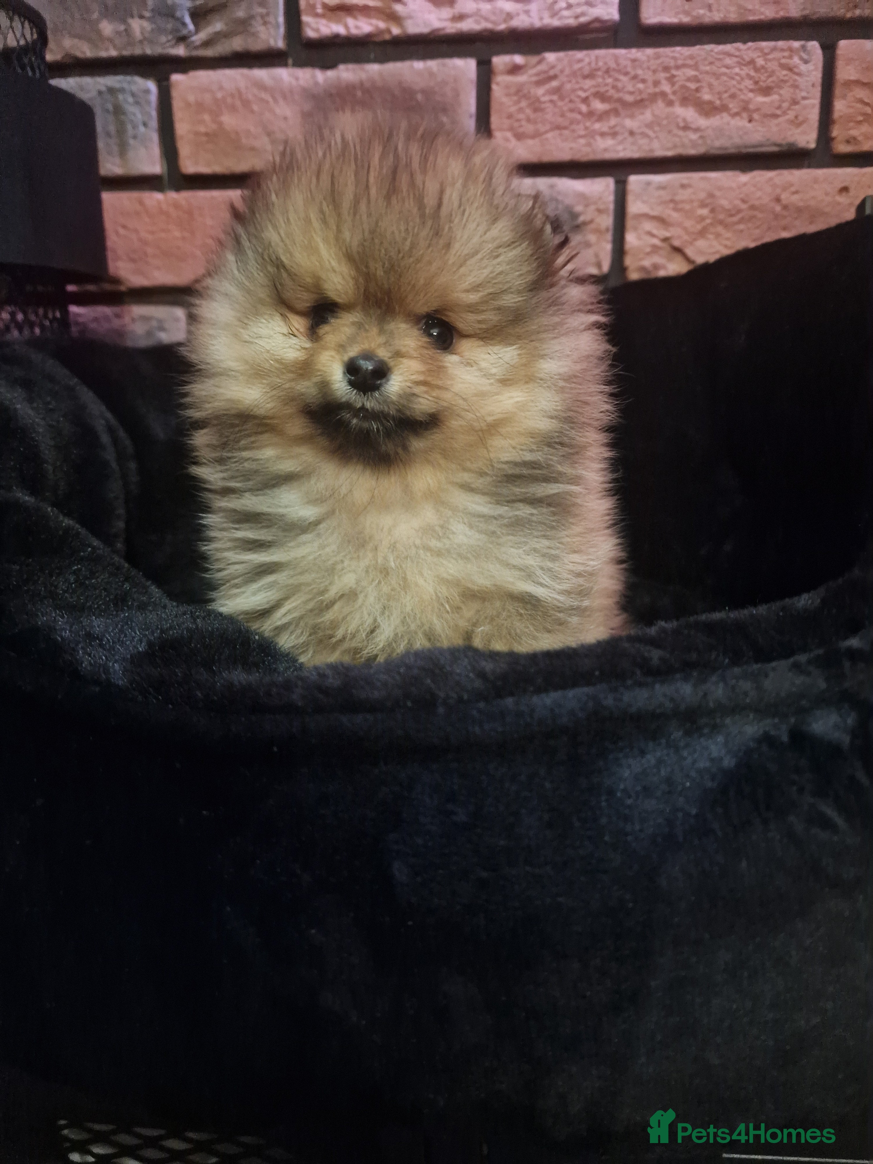 Pomeranian dogs FCI Beautiful Pomeranian male puppy registered - Advert 14