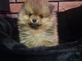 Pomeranian dogs FCI Beautiful Pomeranian male puppy registered - Advert 14