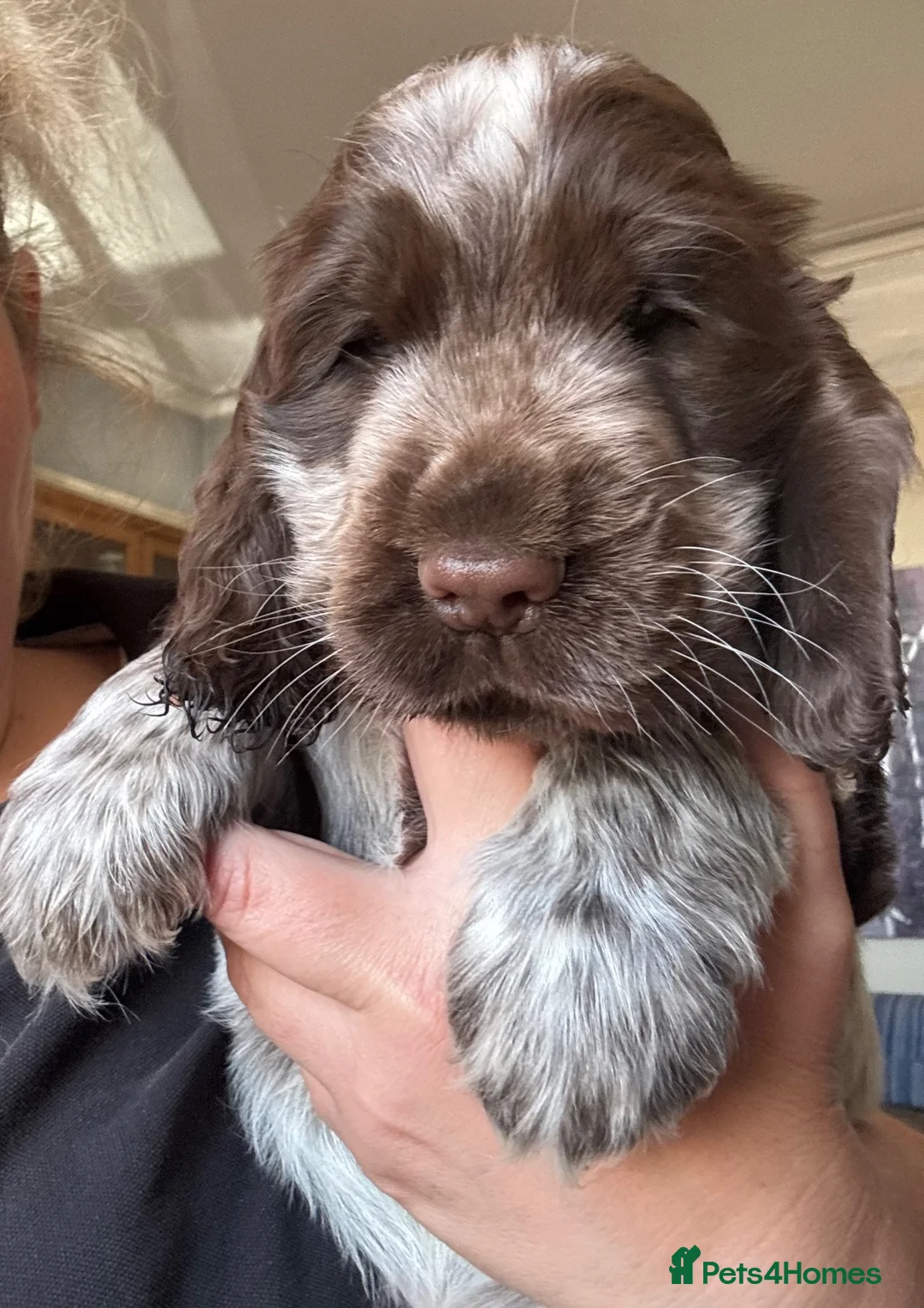 Cocker Spaniel dogs for sale: Beautiful show cocker spaniel pups   - Advert 2