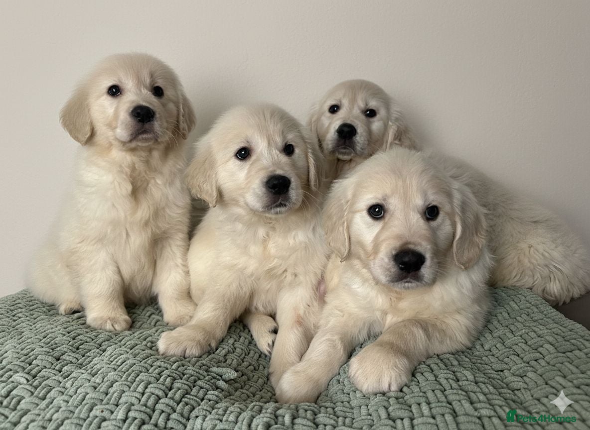 Golden Retriever dogs Golden retriever puppies - Advert 3