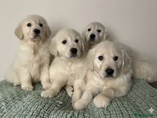 Golden Retriever dogs Golden retriever puppies - Advert 1