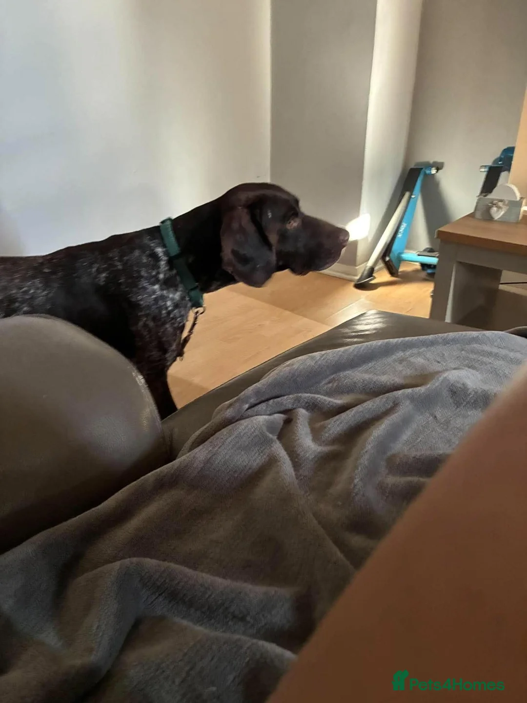 German Shorthaired Pointer dogs for adoption: Roza is looking for her forever home  in Hemel Hempstead - Advert 2