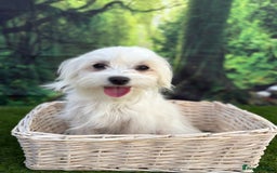 Maltese dogs for sale:  Maltese looking for a new home only 1 boy left - Image 11