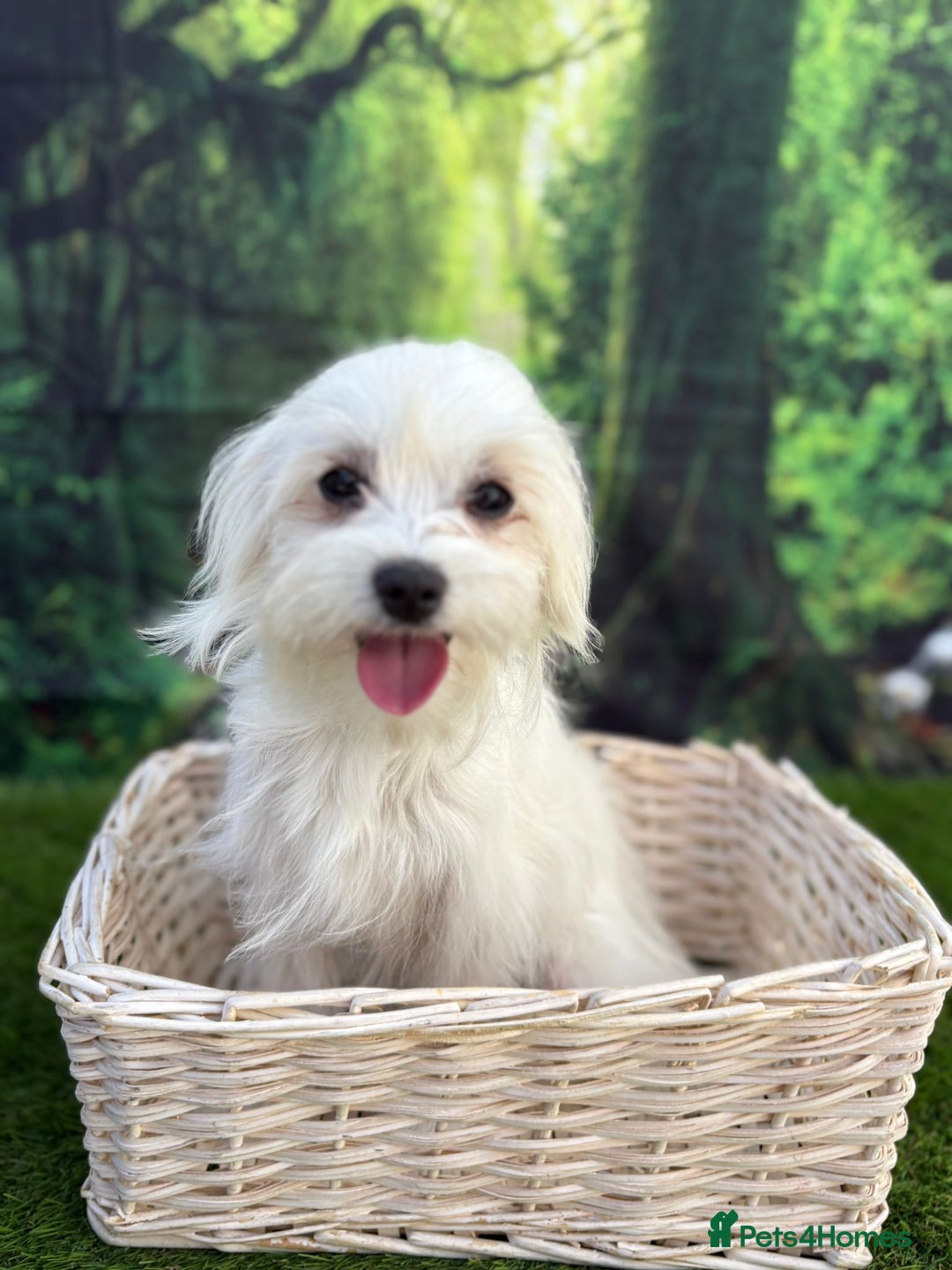 Maltese dogs for sale:  Maltese looking for a new home only 1 boy left - Image 11