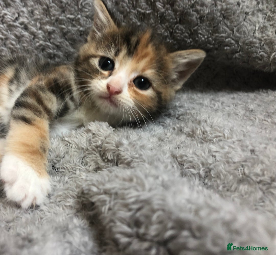 Mixed Breed cats for sale: Gorgeous Tabby kittens 7 weeks old  - Image 12