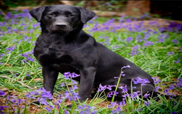 Labrador Retriever dogs for sale: KC registered Pedigree Labradors Black & Fox Red - Image 6
