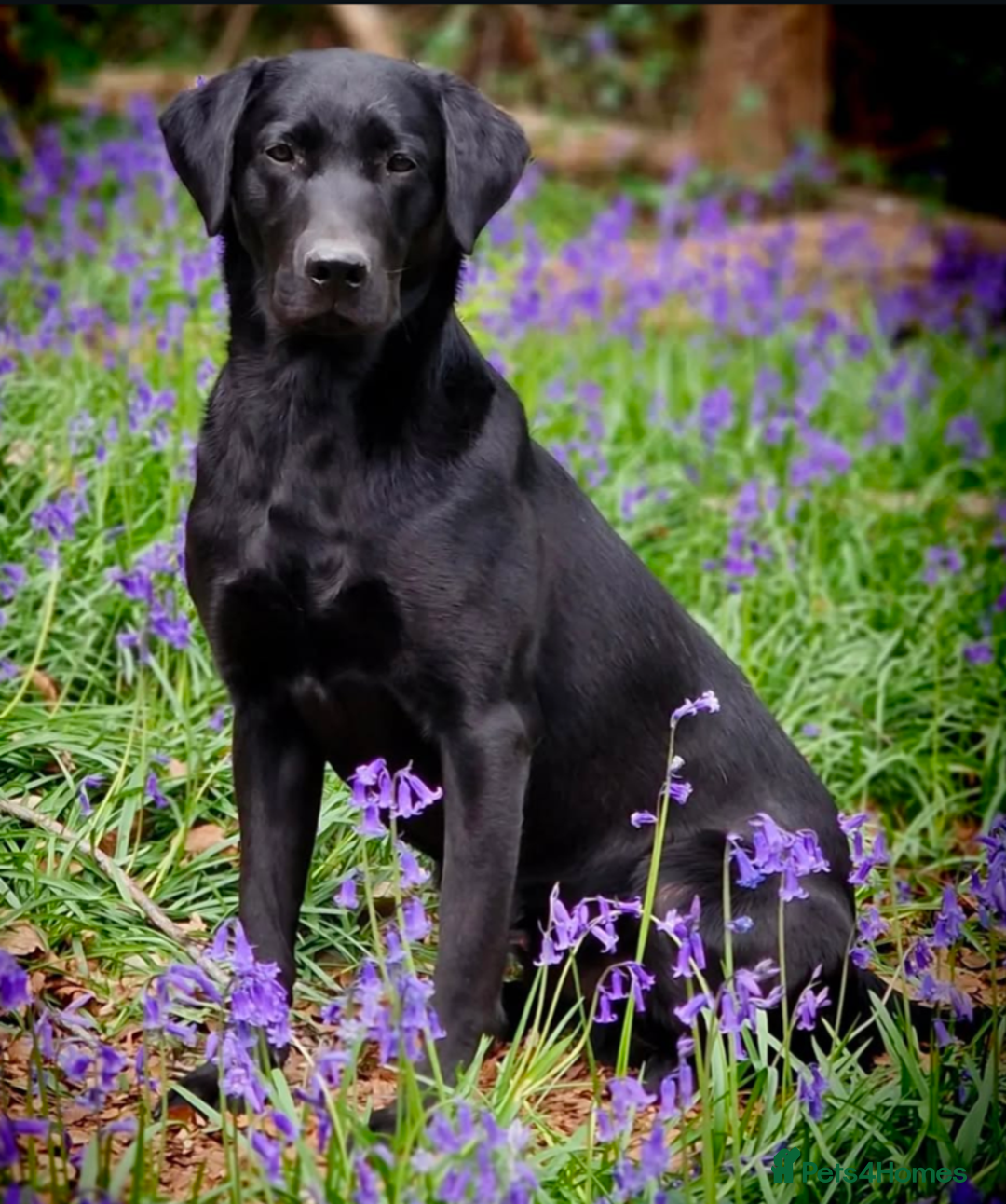 Labrador Retriever dogs for sale: KC registered Pedigree Labradors Black & Fox Red - Image 6