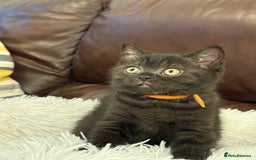 British Shorthair cats for sale: Only 2 girls left ready to go BBSH - Image 23