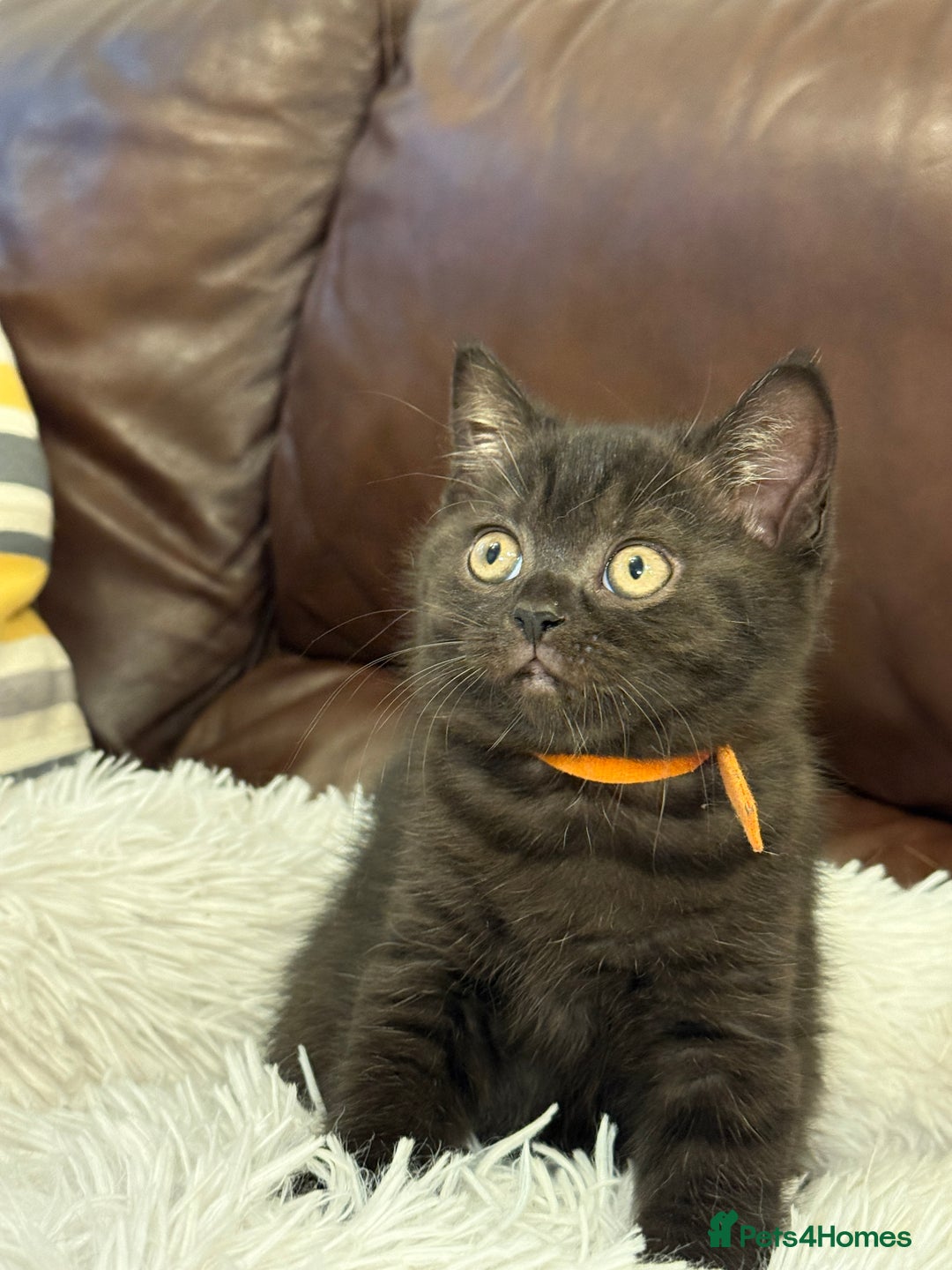 British Shorthair cats for sale: Only 2 girls left ready to go BBSH - Image 23
