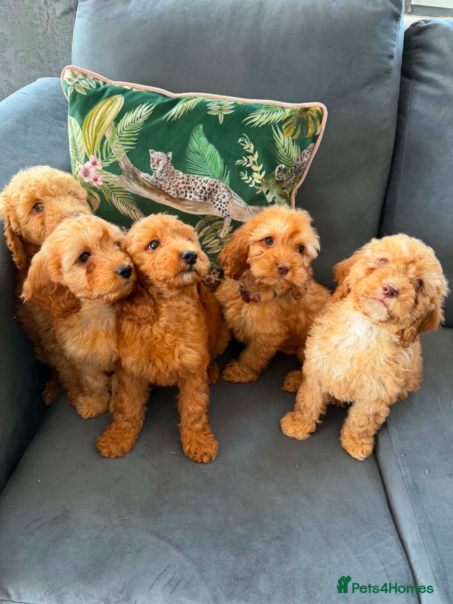 Cockapoo dogs Cockapoo Pups - Advert 1