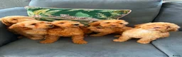 Cockapoo dogs for sale: Cockapoo Pups - Advert 1