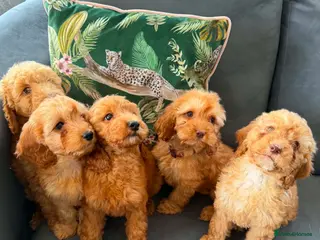 Cockapoo dogs Cockapoo Pups - Advert 1