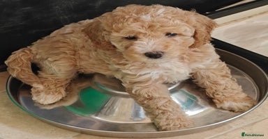 Cockapoo dogs - Advert 9