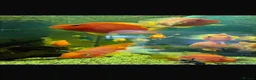 Other/Mixed Breed fish for sale: Tropical fish  - Advert 2