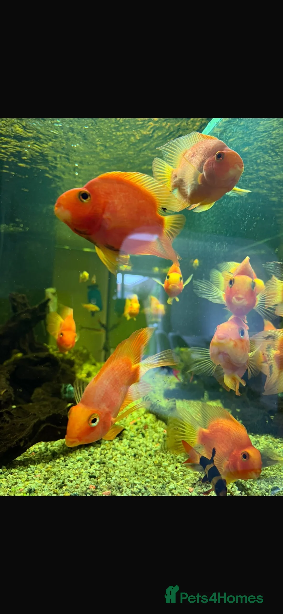 Other/Mixed Breed fish for sale: Tropical fish  - Advert 2