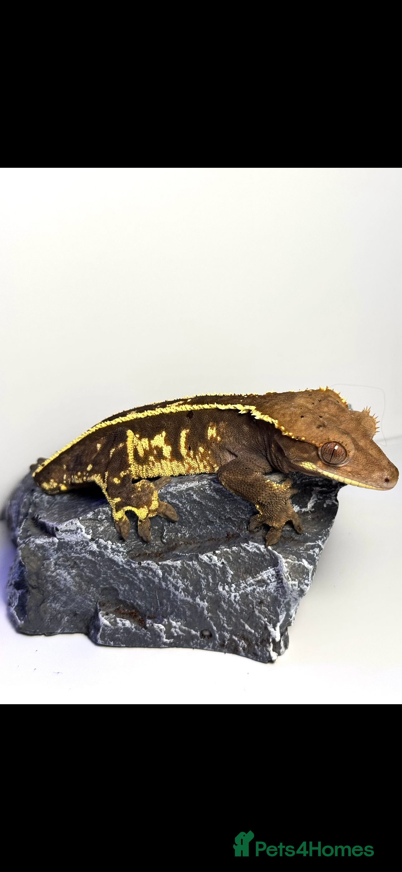 Gecko reptiles Female Crested Gecko - Advert 9