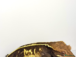 Gecko reptiles Female Crested Gecko - Advert 9