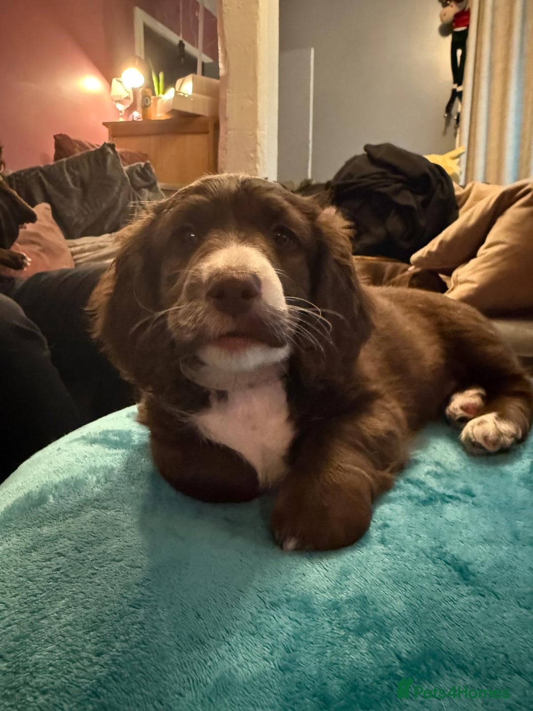 Mixed Breed dogs for sale: Doxie puppies  - Advert 8